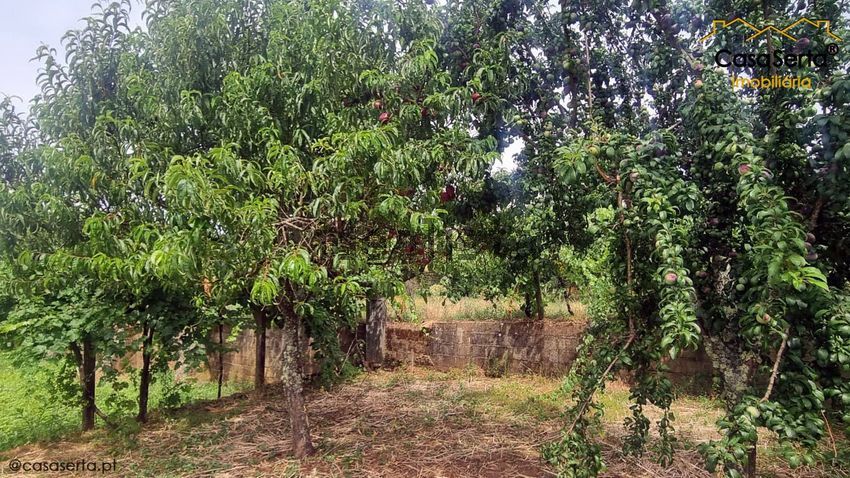 Moradia T3 à venda em Cernache do Bonjardim, Nesperal e Palhais, Sertã — foto 20