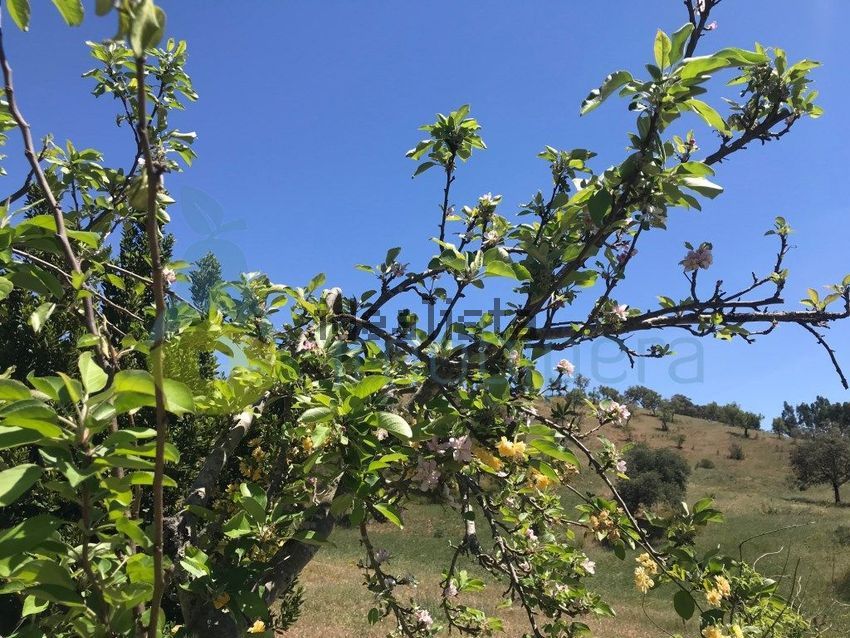 Moradia T2 à venda em São Martinho das Amoreiras, Odemira — foto 14