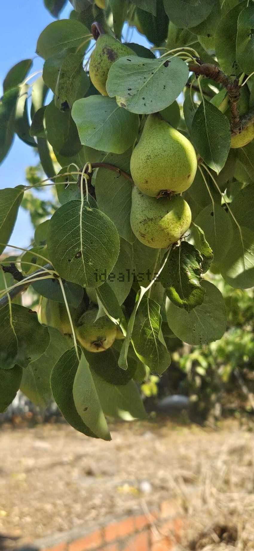 Moradia T2 à venda em Milharado, Mafra — foto 29