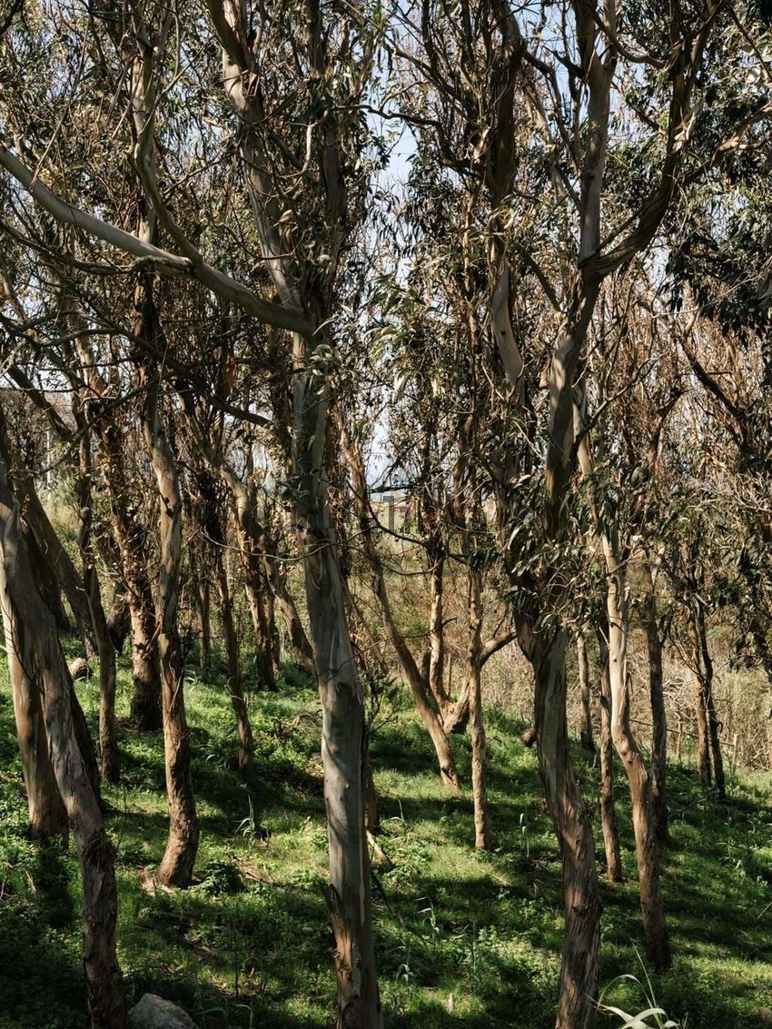 Moradia T2 à venda em Colares, Sintra — foto 7