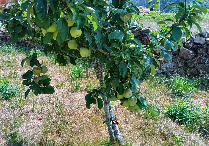 Moradia T3 à venda em Padornelo, Paredes de Coura — foto 30