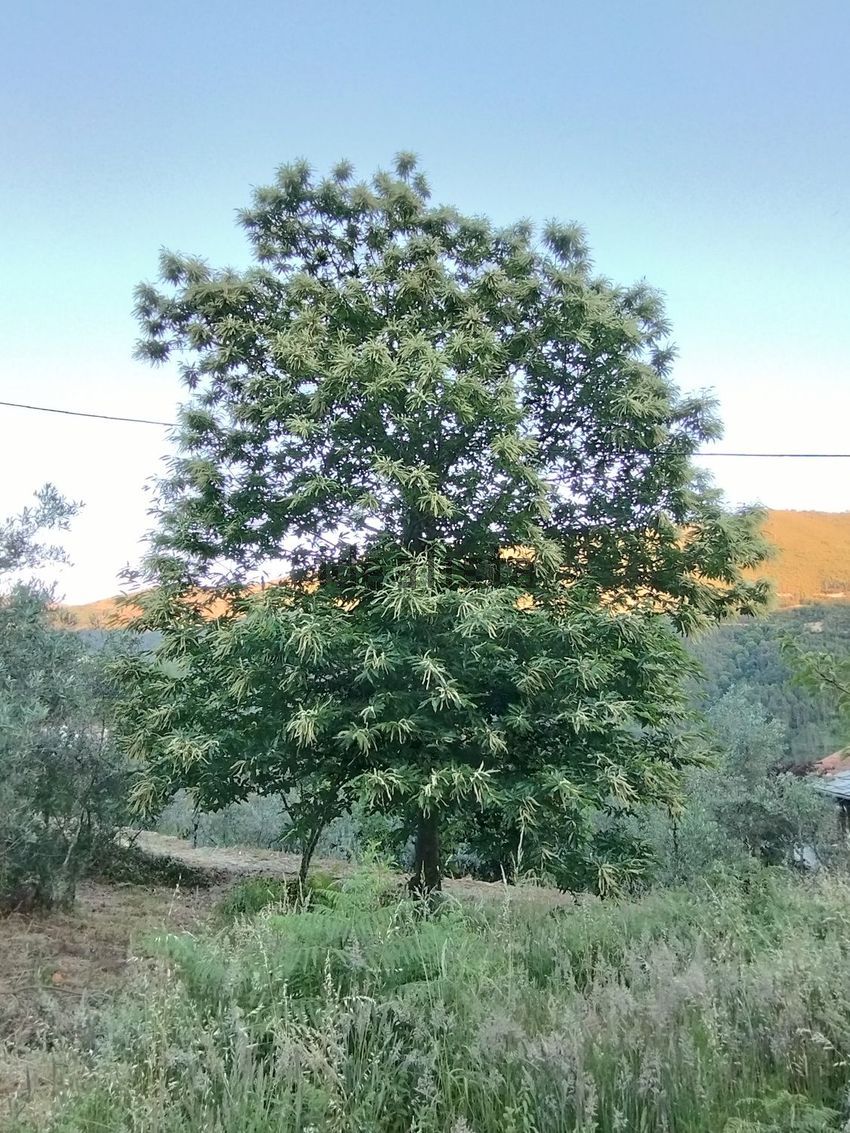 Moradia T2 à venda em Vide e Cabeça, Seia — foto 19