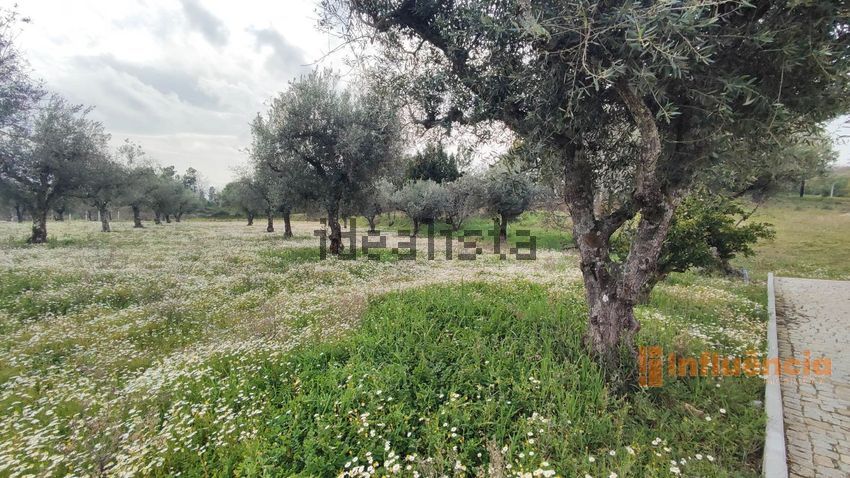 Moradia T3 à venda em Maçainhas, Belmonte — foto 30