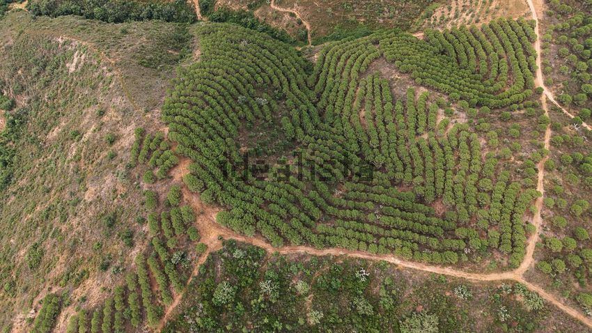Moradia T5 à venda em Boavista dos Pinheiros, Odemira — foto 27