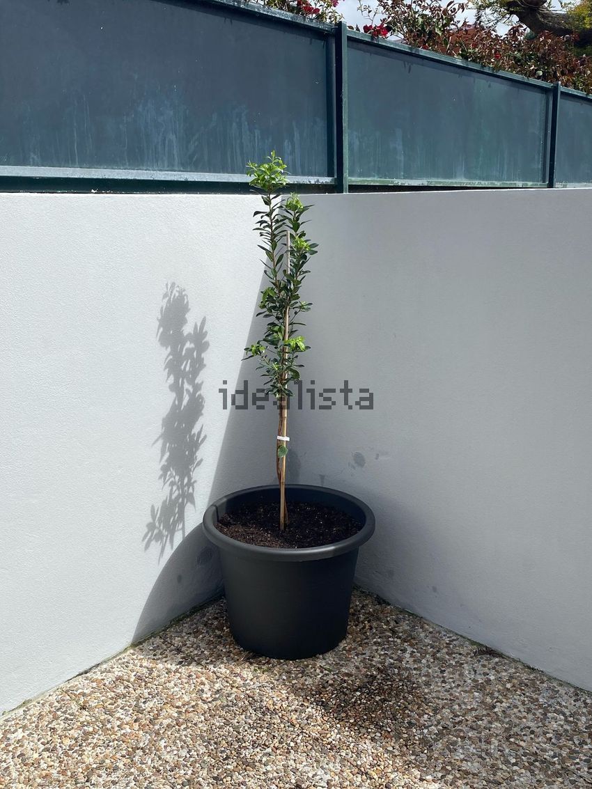Apartamento T2 à venda em Moledo e Cristelo, Caminha — foto 11