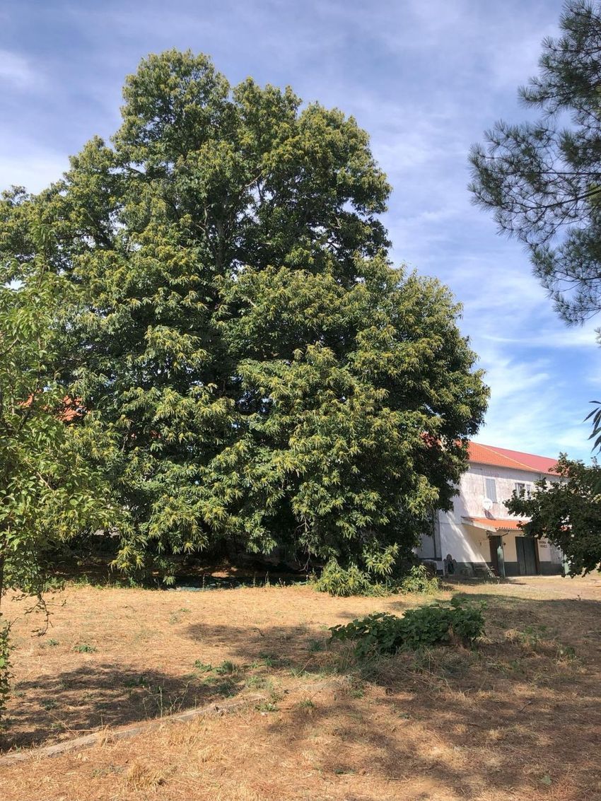 Moradia T6+ à venda em Fóios, Sabugal — foto 26
