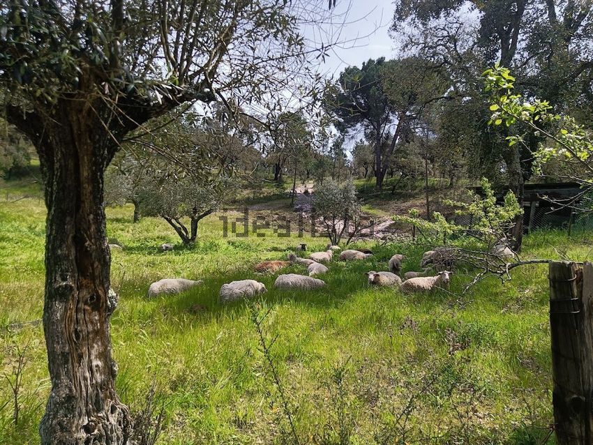 Moradia T2 à venda em Santana do Mato, Coruche — foto 31
