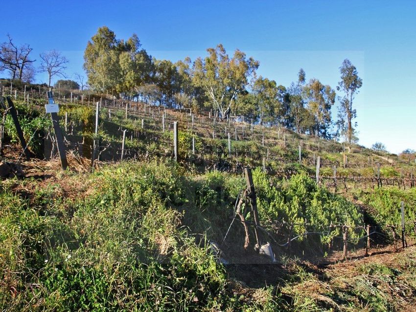 Moradia T6+ à venda em Orada, Borba — foto 35