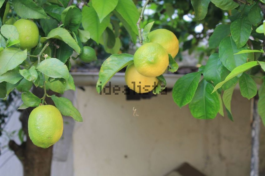 Moradia T3 à venda em São Bartolomeu de Messines, Silves — foto 15