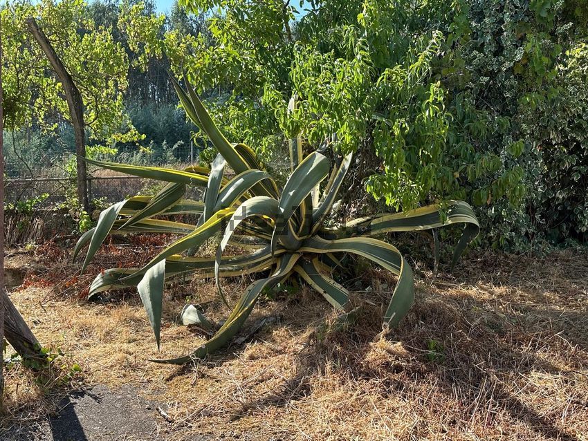 Moradia T3 à venda em Óvoa, Santa Comba Dão — foto 20