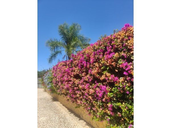 Detached house in Centro de Guia, Guia — image 5