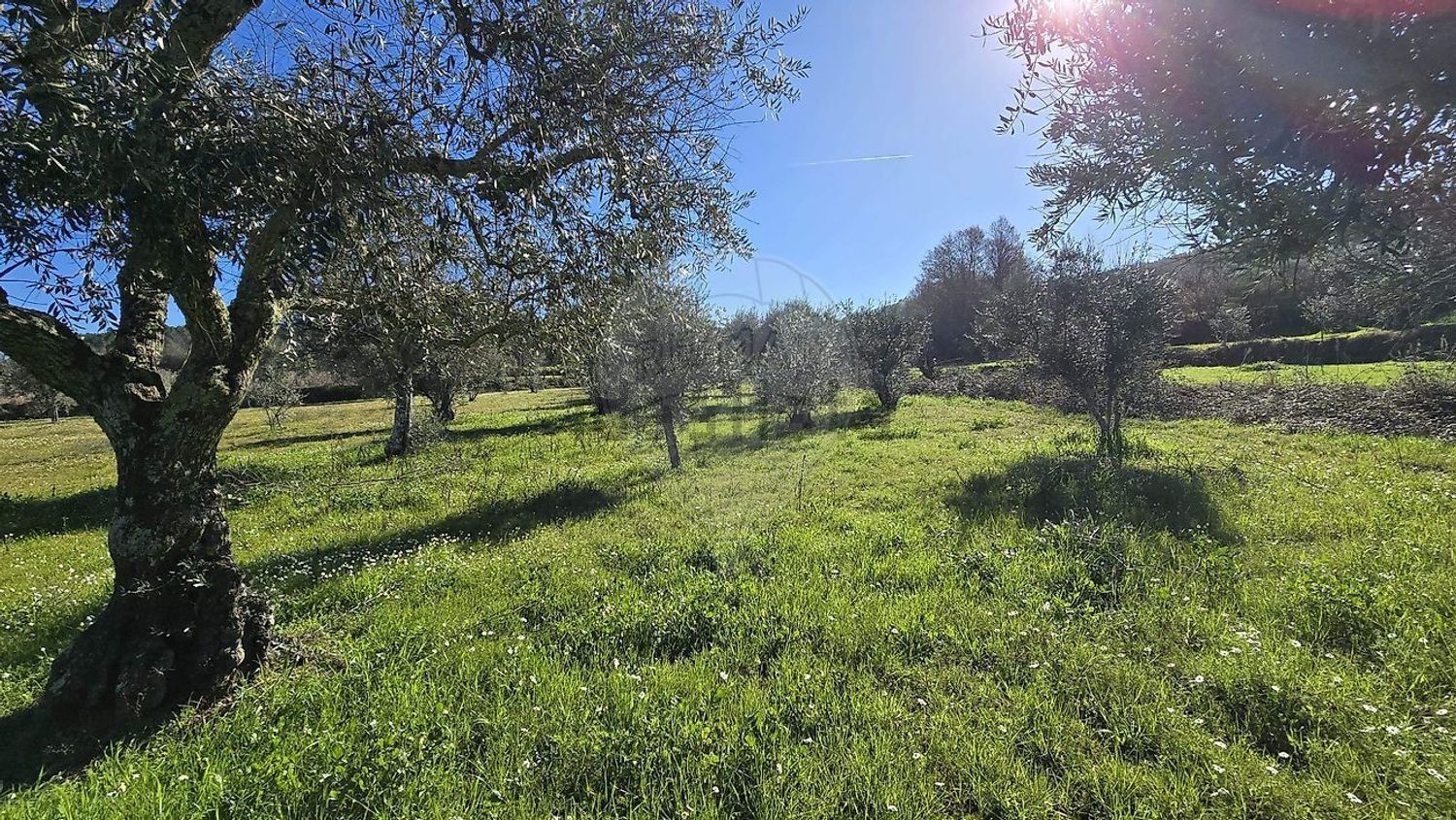 Quintas e casas rústicas em Caria