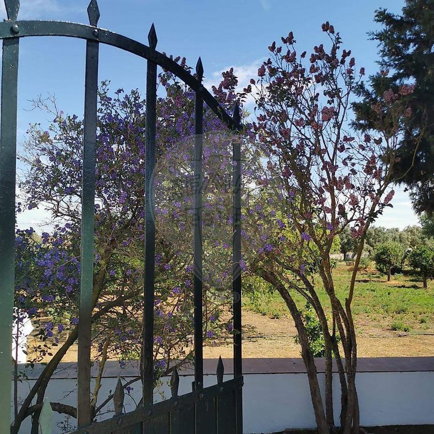  小楼房或独栋别墅出售, avenida Joaquim Maximo de Calça e Pina - 照片