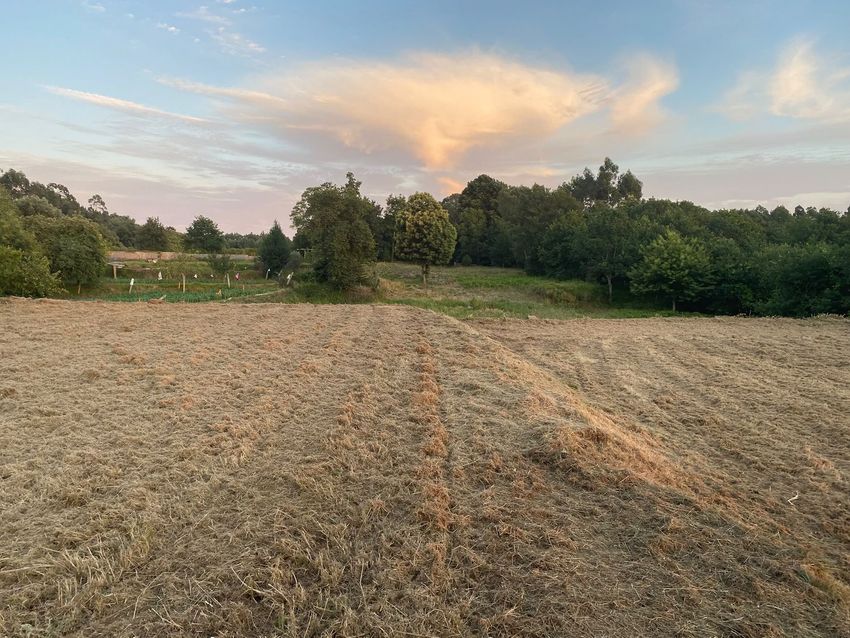 Imagem Jardim de terreno em Montaria