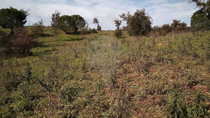 Imagem de terreno em Abela