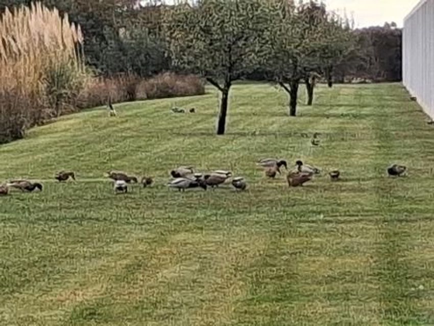 Imagem Jardim de  moradia em banda em R. das Pereiras, 21