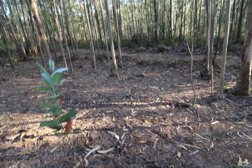Imagem Jardim de terreno em Caminho das Gargantas s/n