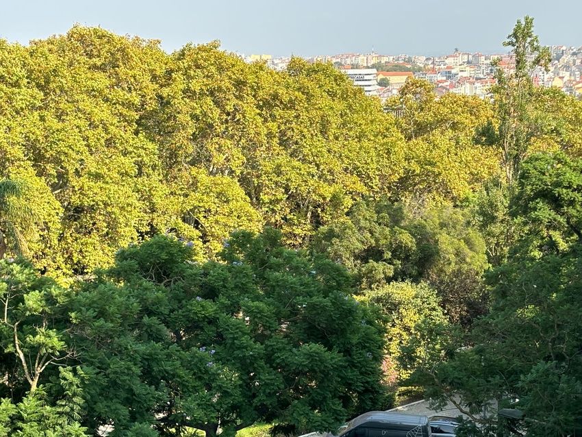 Imagem Jardim de apartamento t2 em Rua Castilho, 209