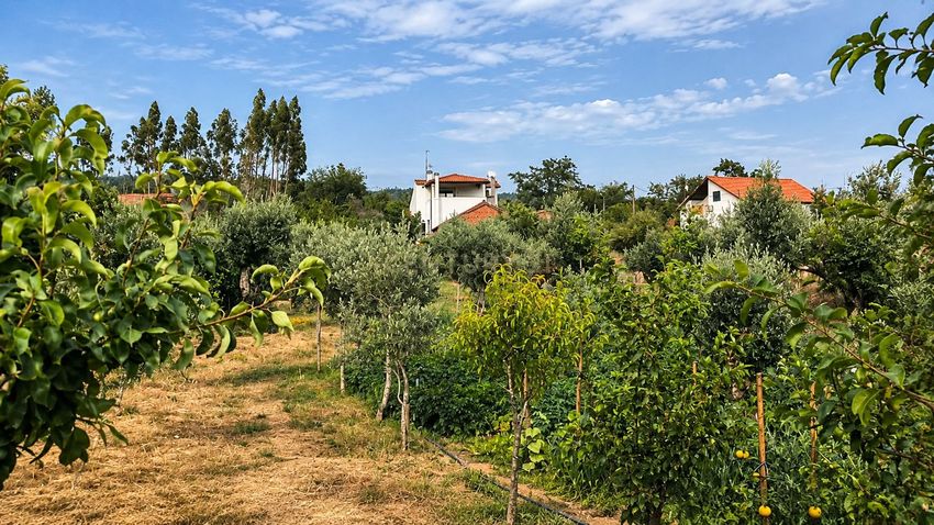 Imagem Jardim de  moradia independente em Casal de São Pedro