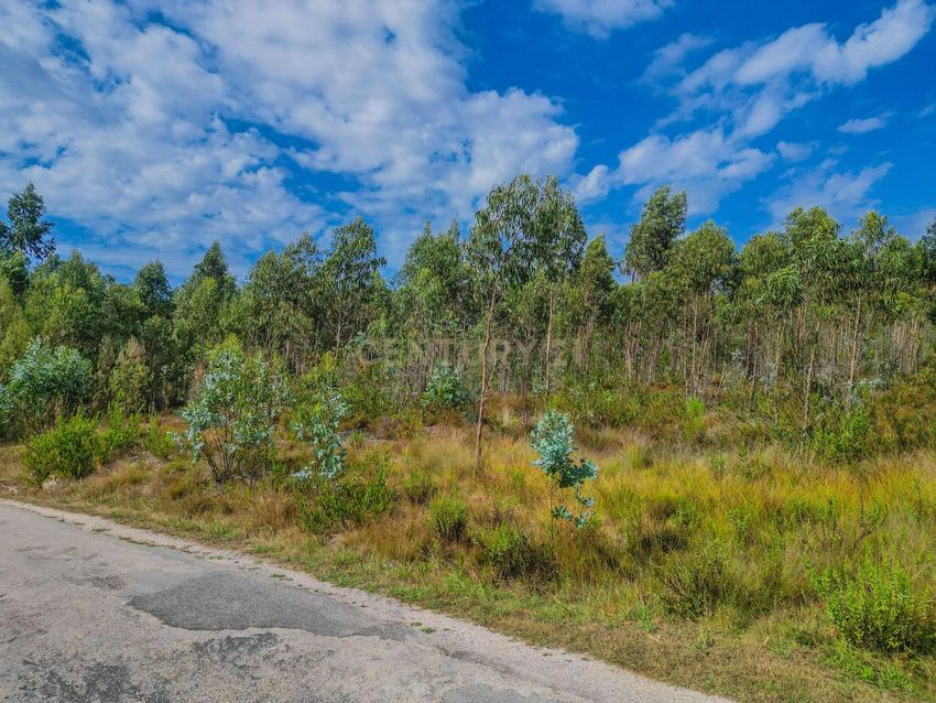 Imagem Vistas de terreno em Rua Covão