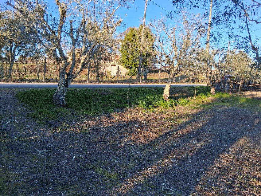 Imagem Jardim de terreno em Bairro dos Aboleiros Sn