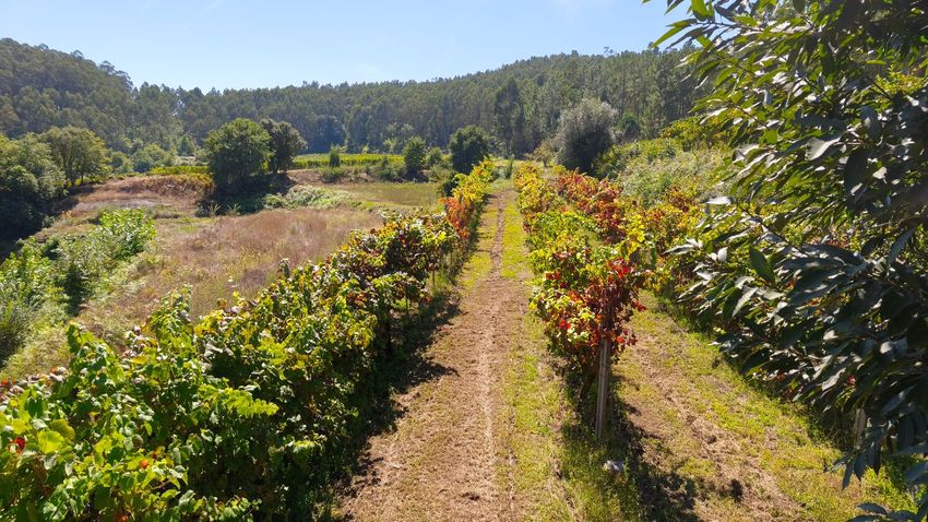 Imagem Terreno de terreno em Dornelas