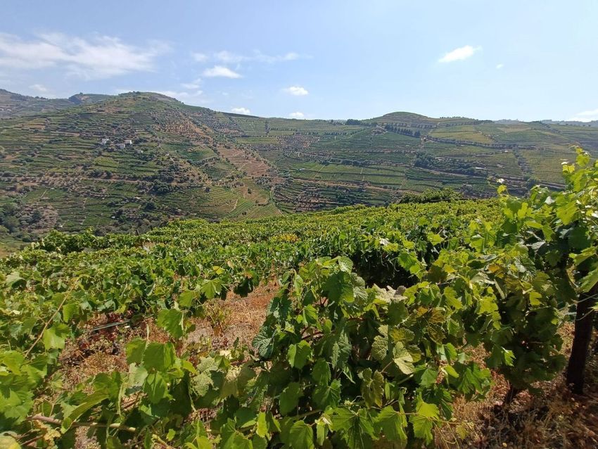 Imagem Vistas de terreno em Lobrigos (São João Batista)