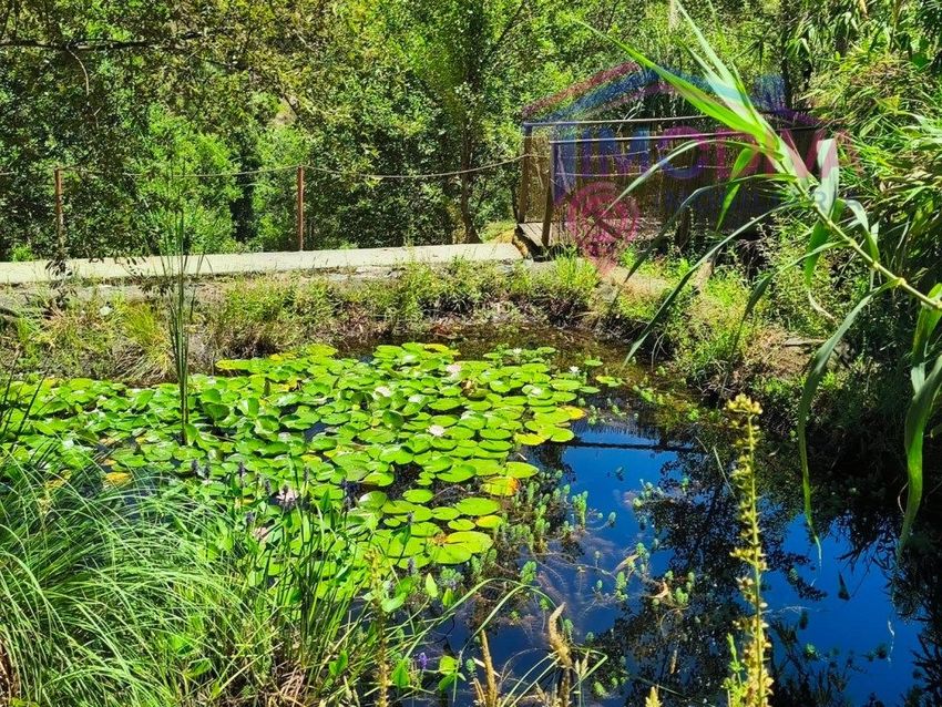 Зображення Сад,  окремий будинок чи котедж, Figueiró dos Vinhos e Bairradas
