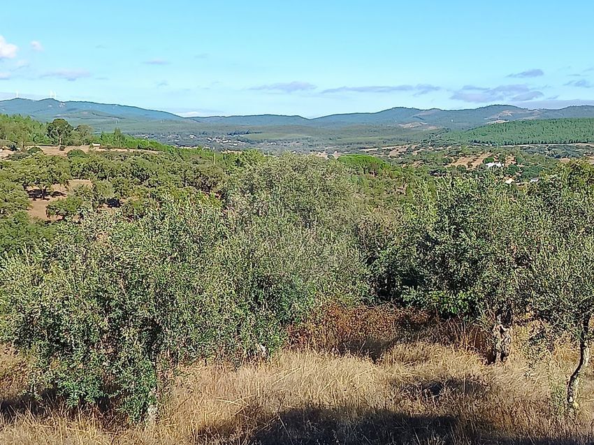 Imagem Vistas de terreno em Alegrete