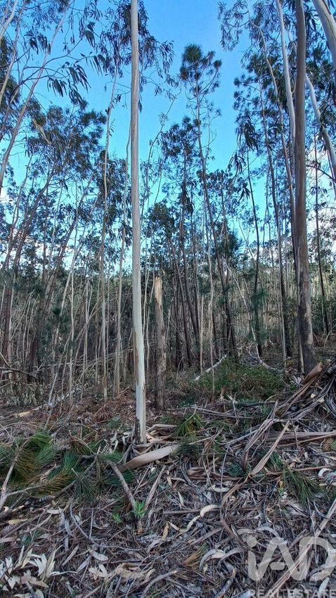 Imagem de terreno em Vila Cã
